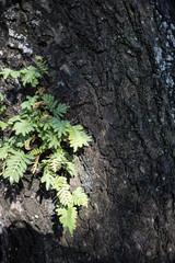 tree