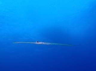 Underwater world in deep water in coral reef and plants flowers flora in blue world marine wildlife, travel nature beauty exploration in diving trip,adventures recreation dive. Fish, corals,creatures