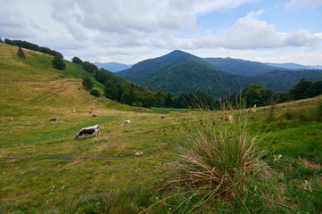 Fototapeta premium Herd of cattle grazing on a pasture in high mountains.Summer rural view of the cows in the paddock.Bright and juicy rustic landscape with cattle/Cows grazing in mountain pasture