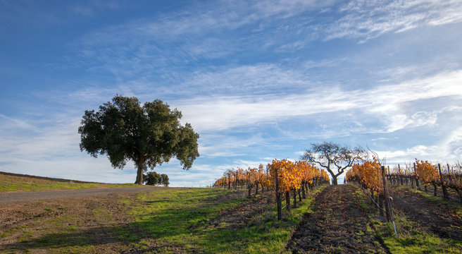 California oak trees in Central California vineyard in California United States