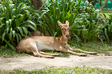 Eld deer eating during laying on the grass