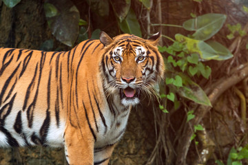Fototapeta na wymiar Close up of Indochinese Tiger standing in front of tunnel of forest; Panthera tigris corbetti coat is yellow to light orange with stripes ranging from dark brown to black