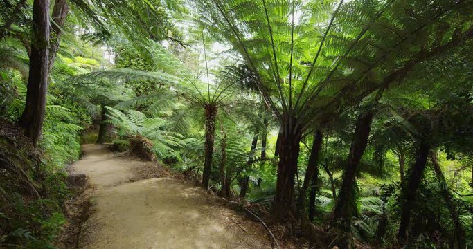 New Zealand Forest Tramping Track Hiking Trail Abel Tasman National Park. RED EPIC SLOW MOTION.