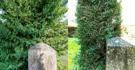 Fence of cypress Leylandia before and after gardening work on cutting branches.