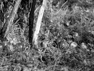 apples fallen from a tree in autumn