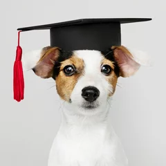 Papier Peint photo Lavable Chien Cute Jack Russell Terrier in a graduation cap
