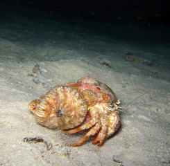 Underwater world in deep water in coral reef and plants flowers flora in blue world marine wildlife, travel nature beauty exploration in diving trip,adventures recreation dive. Fish, corals,creatures