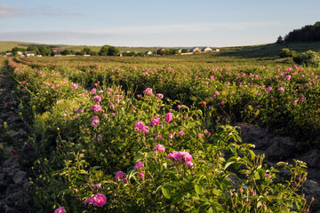 Field of blooming pink damask roses at Bakhchisaray, Crimea