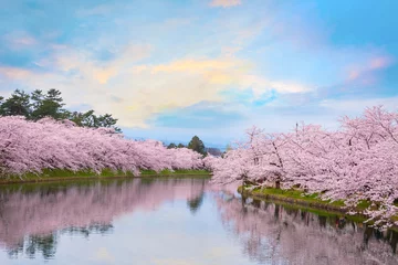 Gardinen Full bloom Sakura - Cherry Blossom  at Hirosaki park, in Japan © coward_lion