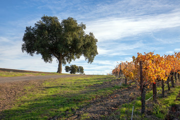 View of oak trees in Central California vineyard in California United States