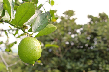 El limón cuelga de una rama con hojas verdes. árbol de lima con un solo limón en primer plano