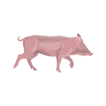 Domestic pig vector