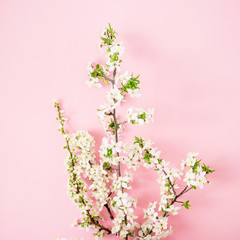 Fototapeta na wymiar Spring flowers on branch isolated on pink background. Flat lay, top view. Spring time background.