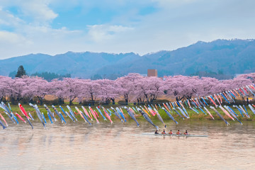 Naklejka premium Koinobori karpia w kształcie karpia tradycyjnie latały w Japonii z okazji Dnia Dziecka nad rzeką Kitakami podczas pełnego kwitnienia Wiśniowego Kwitnienia w parku Kintakami Tenshochi w Japonii