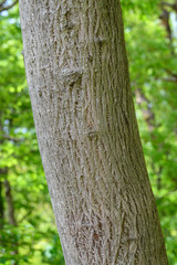 アカメガシワの樹皮