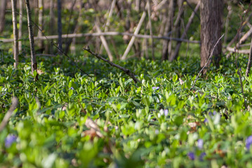 flowers in the grass