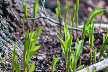young sprouts in the garden