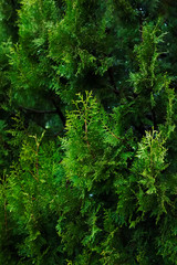 Fototapeta na wymiar Thuja fir branches background texture green hedge garden park yard