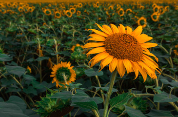 sunflower summer flower close-up.