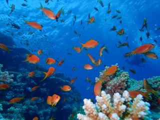 Fototapeta na wymiar Underwater world in deep water in coral reef and plants flowers flora in blue world marine wildlife, travel nature beauty exploration in diving trip,adventures recreation dive. Fish, moray, creatures