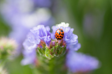 Obraz premium ladybug on flower