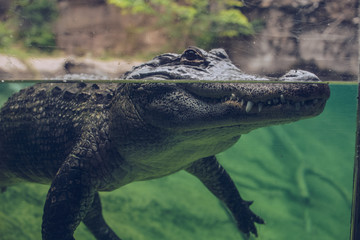 Animals at the Waco Zoo