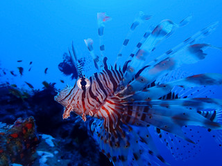 Underwater world in deep water in coral reef and plants flowers flora in blue world marine wildlife, travel nature beauty exploration in diving trip,adventures recreation dive. Fish, moray, creatures