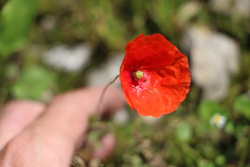 red poppy in field