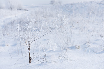 Nature in winter. Land and plants are covered with snow