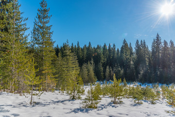 Obraz na płótnie Canvas Perfect blue sky over a snowy forest of winter wonderland Christmas trees 