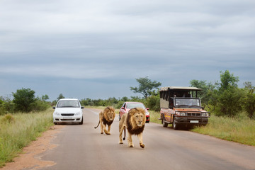 tourists from cars watching the lions walking on the road. Game drive in a Kruger park in South Africa - obrazy, fototapety, plakaty