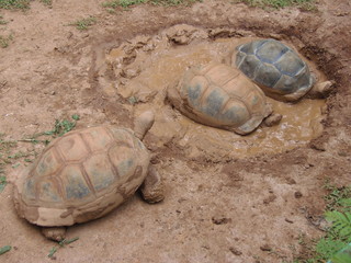 Obraz premium OLYMPUS DIGITAL CAMERA