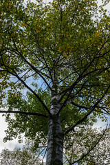 Close up on a tall tree in Alaska during the autumn season with leaves changing colors
