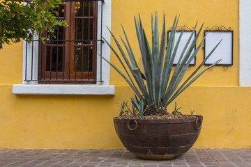 facahda mexicana amarilla con planta de Agave, tequila Jalisco