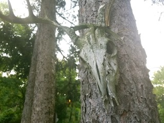 Ancient Deer Skull on Tree