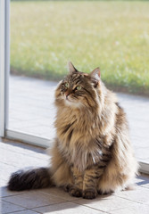 Naklejka na ściany i meble Adorable long haired siberian cat of livestock in relax outdoor