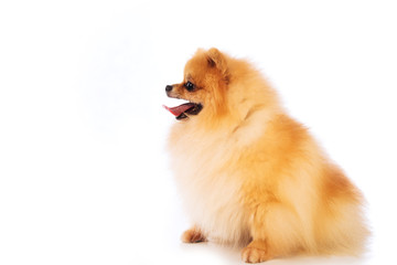 Portrait of cute pomeranian spitz on white background