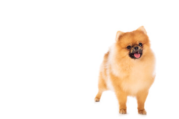 Portrait of cute pomeranian spitz on white background