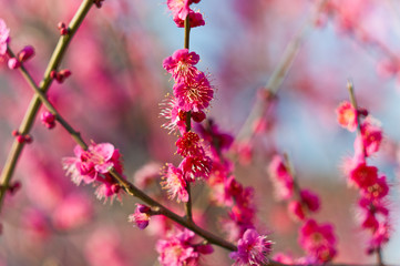満開の梅の花