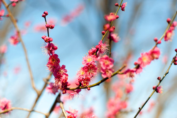 満開の梅の花