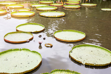 Victoria Amazonica of huge lotus leafs over water