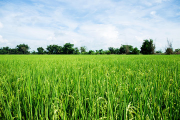 close up of yellow green rice field