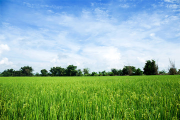 Fototapeta premium close up of yellow green rice field