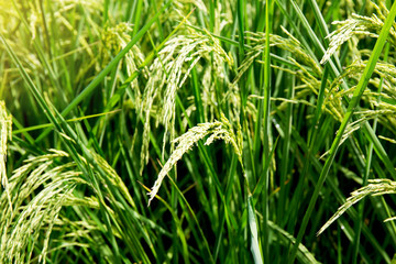 close up of yellow green rice field