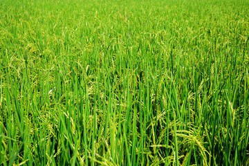 close up of yellow green rice field