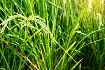 close up of yellow green rice field