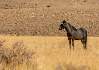 Black wild mustang  in the high desert in Nevada, USA