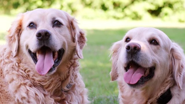 Two Labrador dogs looking to camera with tongues out