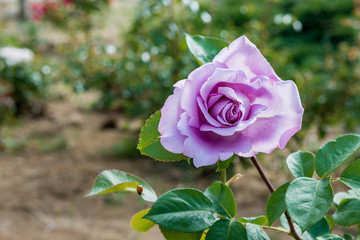 Purple violet rose closeup with water drops after summer rain