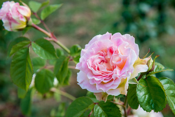 Pink rose closeup with water drops after summer rain